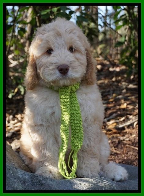 London Raki 8 wks old 6600