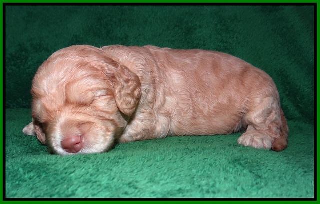 London Raki pups 2 wks old 221
