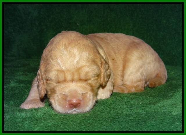 London Raki pups 2 wks old 231