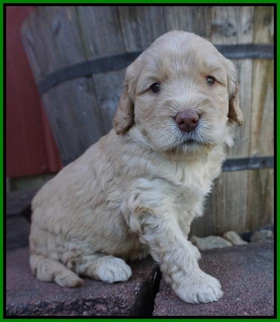 London Raki pups 4 wks old 251