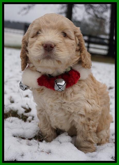 London Raki pups 6 wks old 181