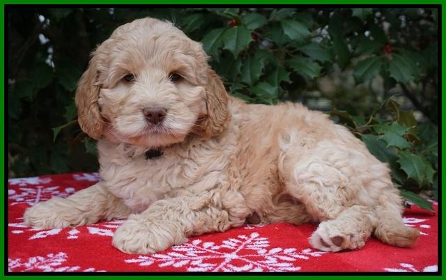 London Raki pups 7 wks old 201