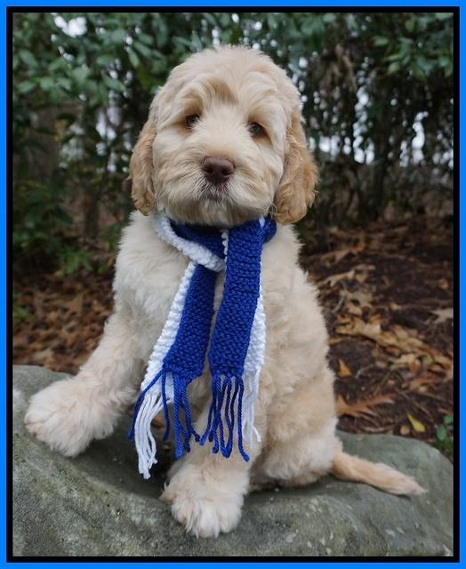 London Raki 8 wks old 51