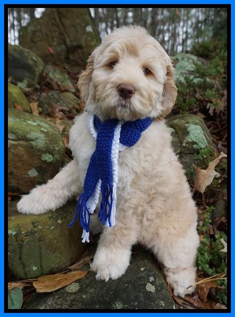 London Raki 8 wks old 71