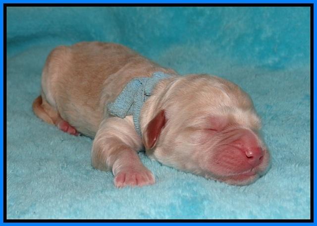 London Raki Newborn individuals 181