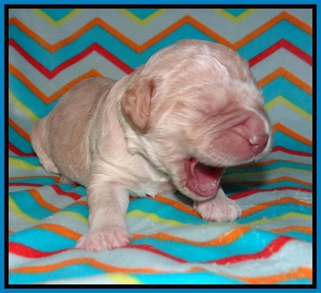 London Raki pups 1 wk old 191