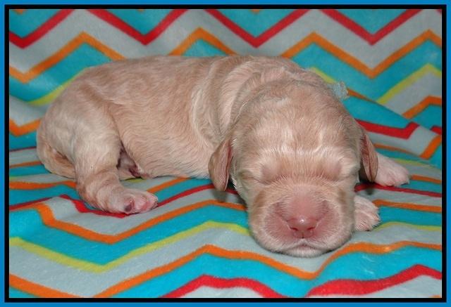 London Raki pups 1 wk old 201