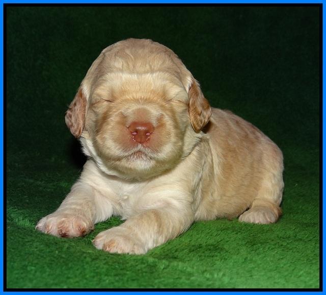 London Raki pups 2 wks old 251