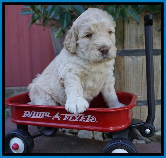 London Raki pups 4 wks old 281