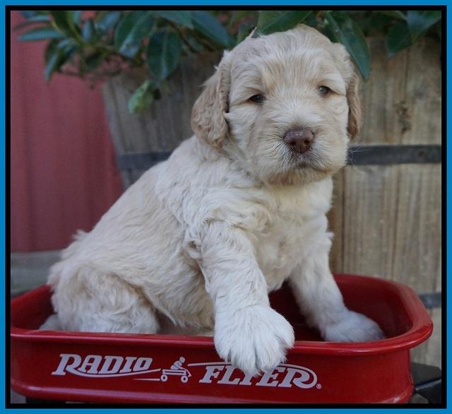 London Raki pups 4 wks old 291