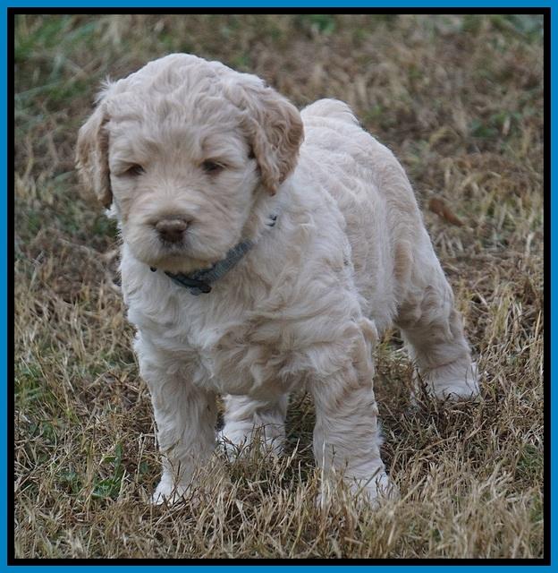London Raki pups 5 wks old 35100