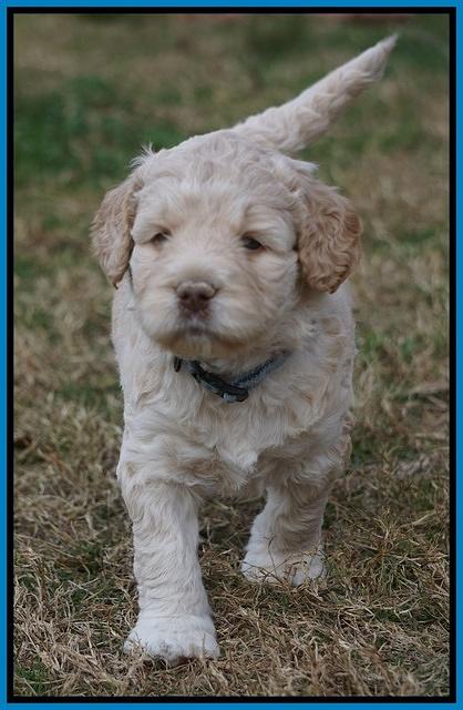 London Raki pups 5 wks old 36100