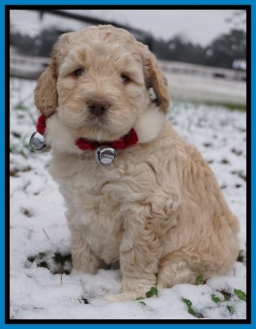 London Raki pups 6 wks old 151