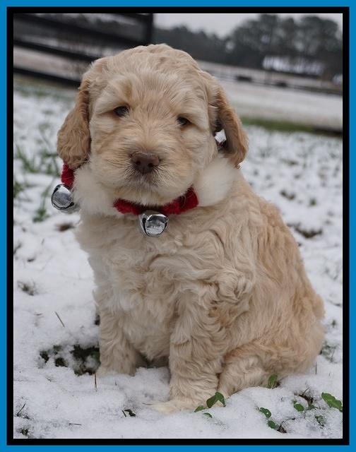 London Raki pups 6 wks old 161
