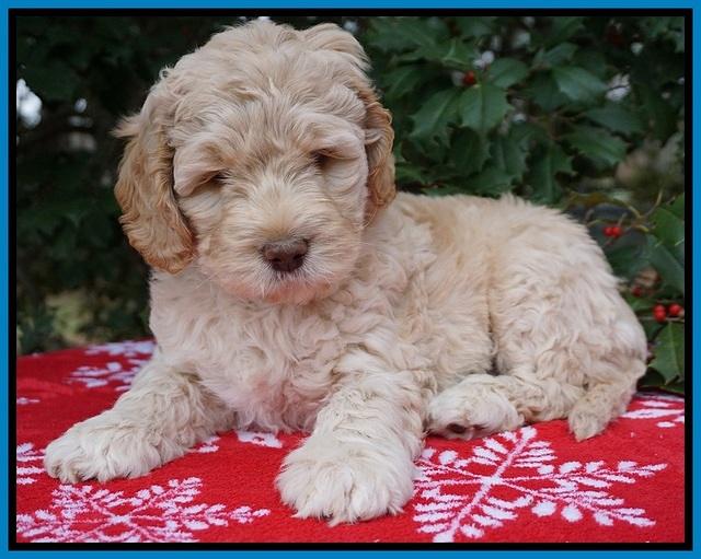 London Raki pups 7 wks old 271