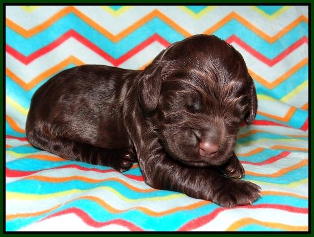 London Raki pups 1 wk old 221