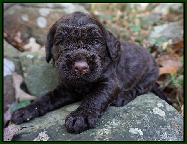 London Raki pups 3 wks old 281