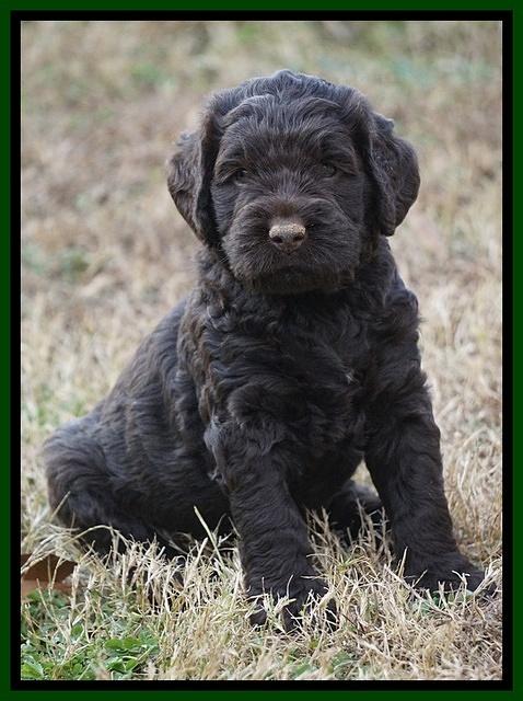 London Raki pups 5 wks old 44100