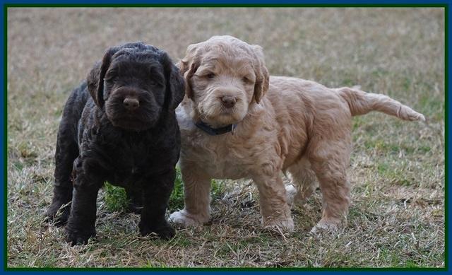 London Raki pups 5 wks old 48100