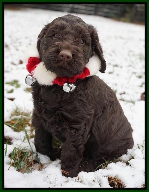 London Raki pups 6 wks old 241