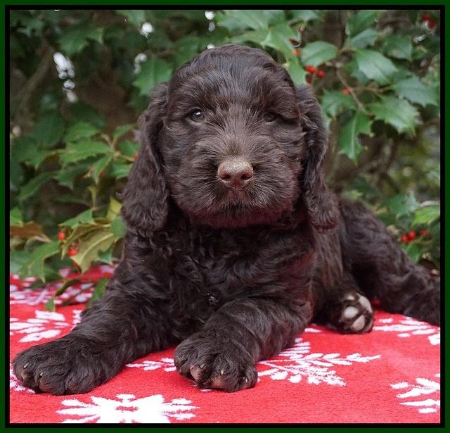 London Raki pups 7 wks old 291