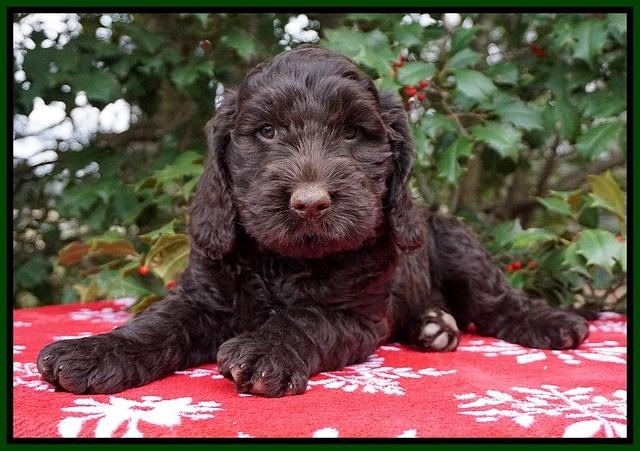 London Raki pups 7 wks old 301