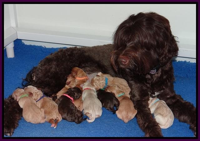 London Raki Newborn group 11