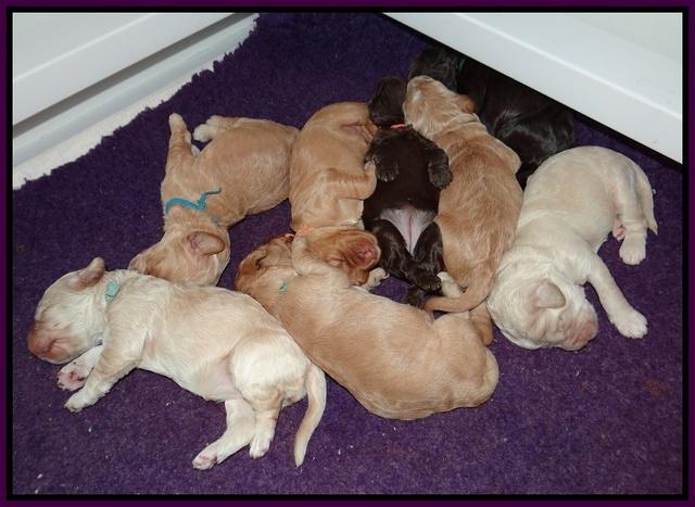 London Raki pups 1 wk old 231