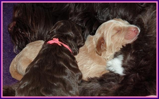 London Raki pups 1 wk old 271