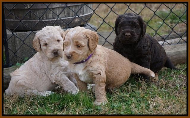 London Raki pups 5 wks old 47100