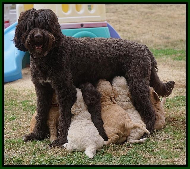 London Raki pups 5 wks old 49100