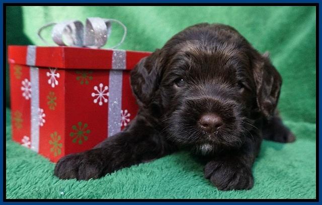 Liza Prime Raki pups 3 wks old 11