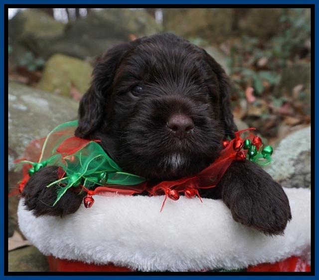 Liza Prime pups 4 wks old 11