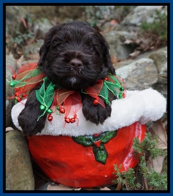 Liza Prime pups 4 wks old 41