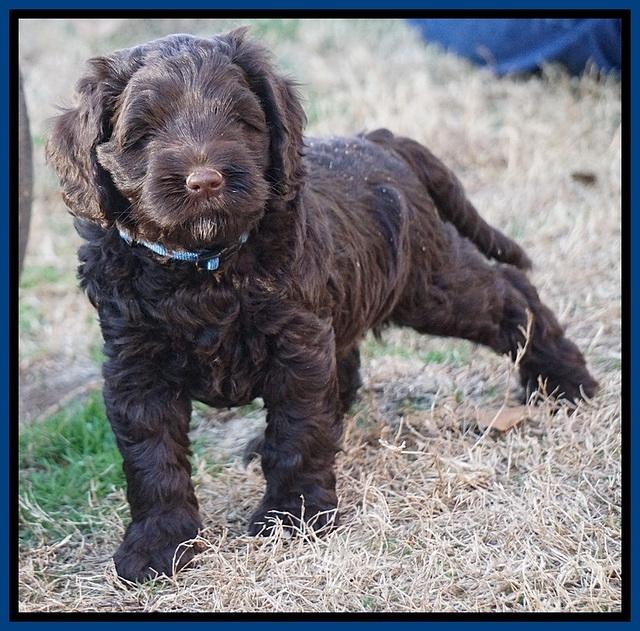 Liza Prime pups 6 wks old 11