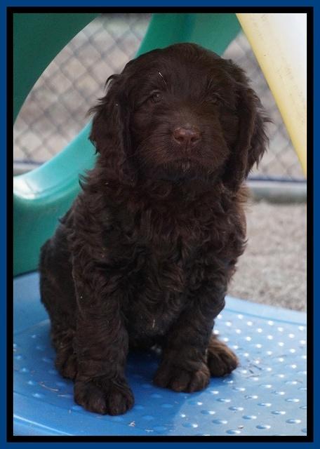 Liza Prime pups 7 wks old 11