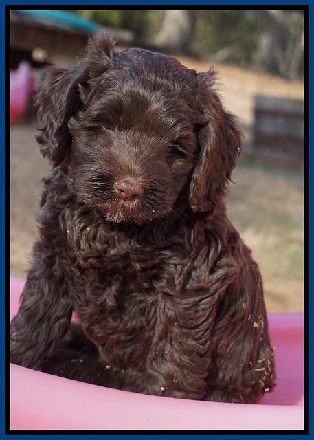 Liza Prime pups 7 wks old 21