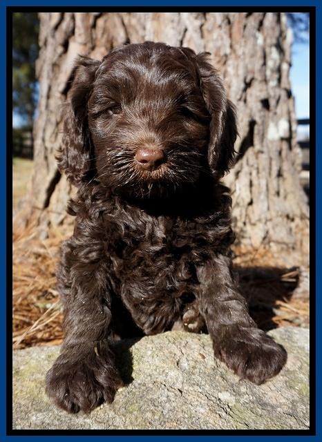 Liza Prime pups 7 wks old 31