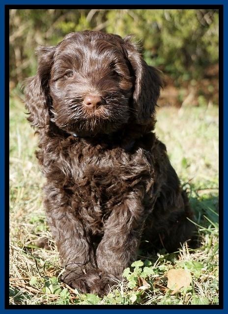 Liza Prime pups 7 wks old 41