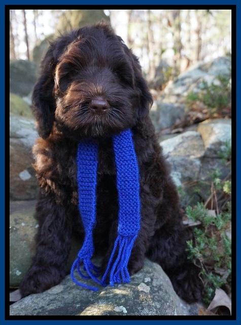 Liza Prime pups 8wks old 11