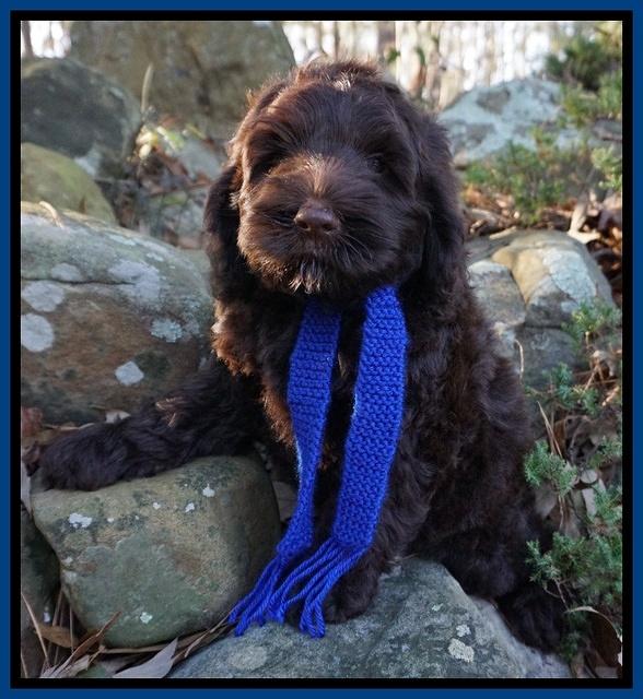 Liza Prime pups 8wks old 31