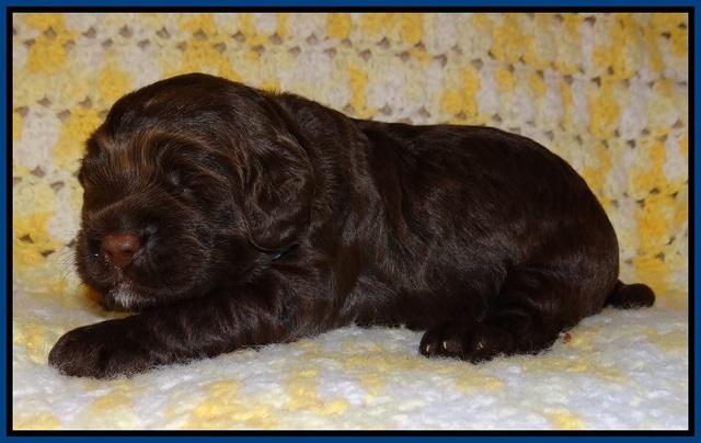 Liza Raki Prime pupss 22 wks old 11
