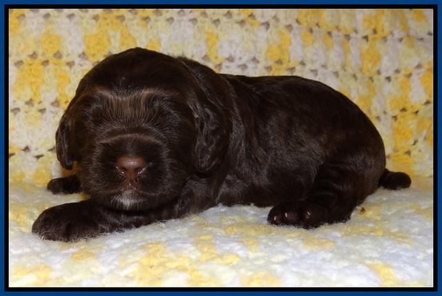 Liza Raki Prime pupss 22 wks old 21