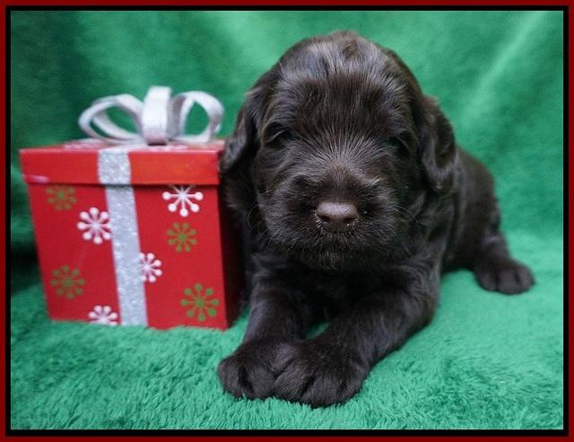 Liza Prime Raki pups 3 wks old 51