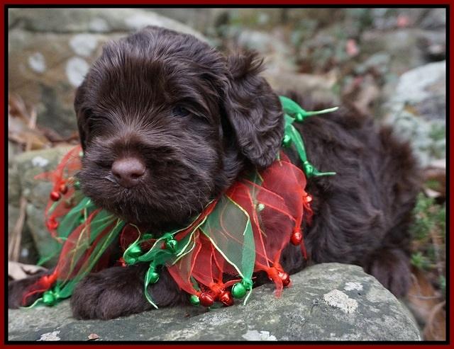Liza Prime pups 4 wks old 61