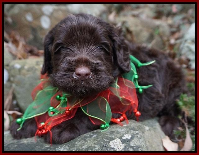 Liza Prime pups 4 wks old 71