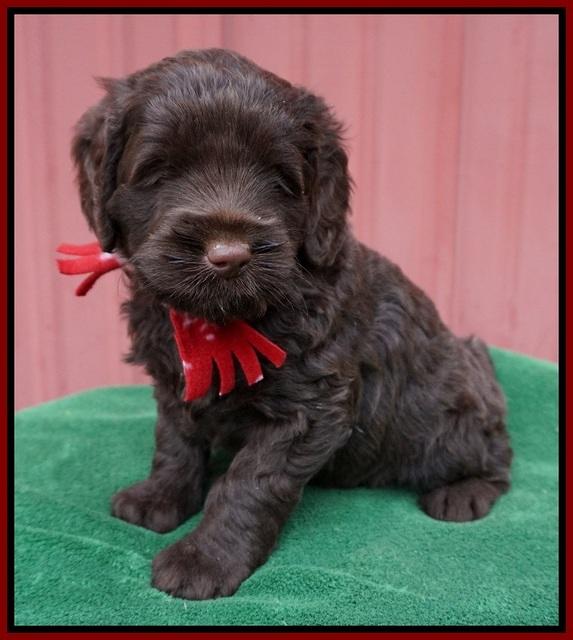 Liza Prime pups 5 wks old 51