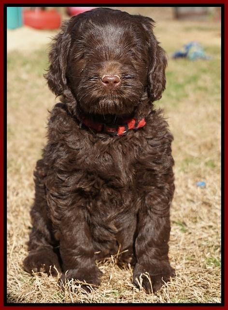 Liza Prime pups 6 wks old 41