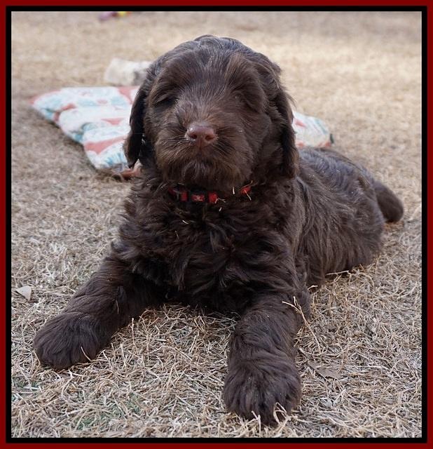 Liza Prime pups 7 wks old 61