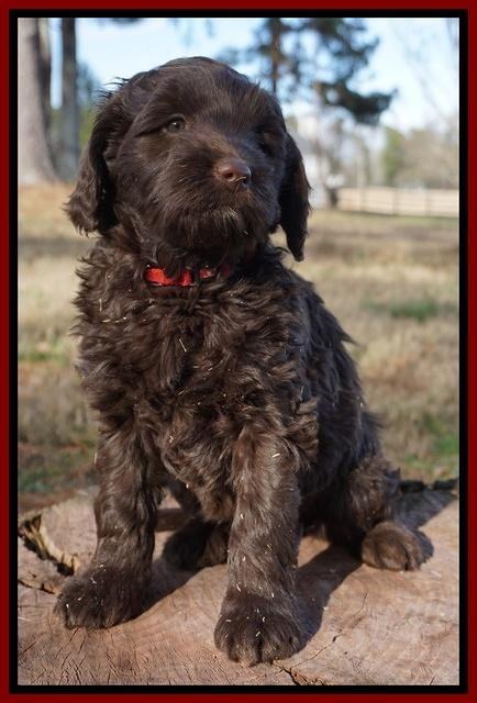 Liza Prime pups 7 wks old 81